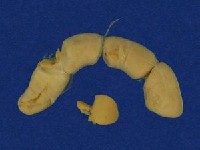 茶斑蛇藏品圖，第6張